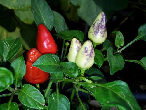 Very Hot Firecracker Chilli Peppers 10 Seeds Rahi SeedBank